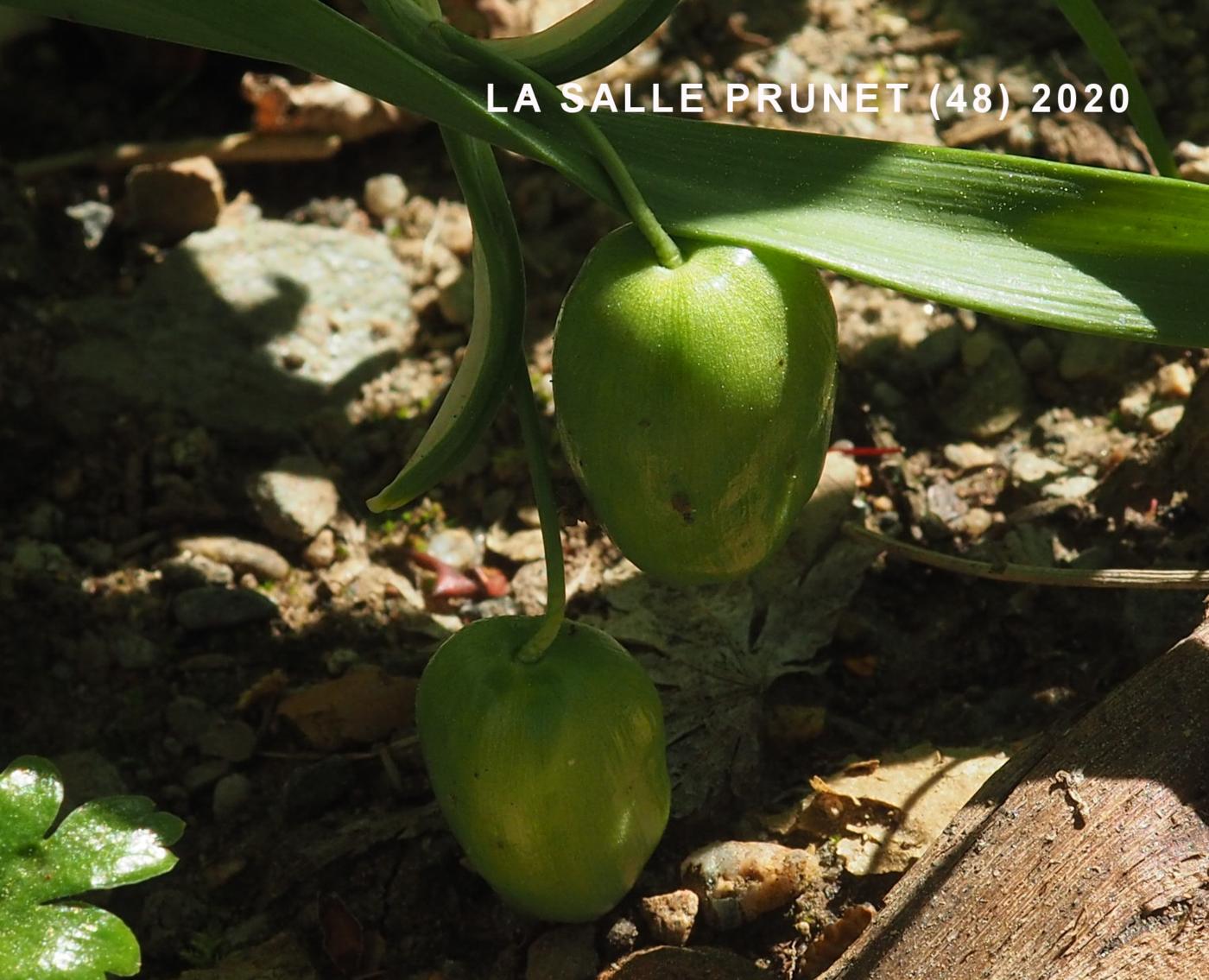 Snowdrop fruit